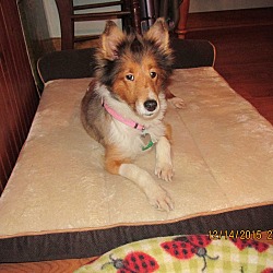 Thumbnail photo of Minnie Pearl (Adopted) #2
