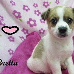 Thumbnail photo of Bretta #1