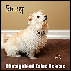 Thumbnail photo of Sassy #2
