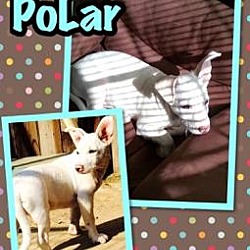 Thumbnail photo of Polar #4