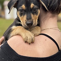 adopt a pet