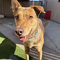 adopt a pet