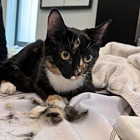 adopt a pet