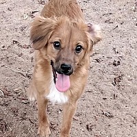 adopt-pet