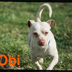 Thumbnail photo of Obi #1