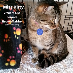Thumbnail photo of Miss Kitty #3