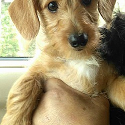 Thumbnail photo of Petaka (in adoption process) #1