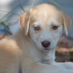 Thumbnail photo of Chandra~adopted! #1