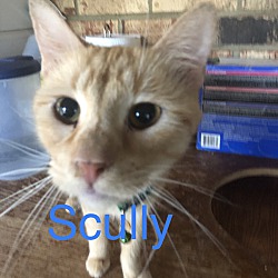 Photo of Scully
