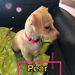 Photo of Pear
