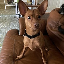 Photo of Pico AA