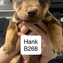Photo of Hank B268