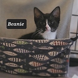 Thumbnail photo of Beanie #4