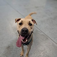 adopt a pet