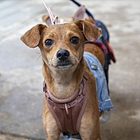adopt a pet