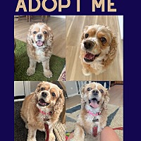 adopt a pet
