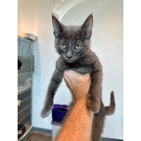 adopt-pet