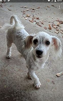 Parker Co Havanese Meet Tommy A Pet For Adoption
