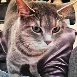 Thumbnail photo of Kaboodle "A Fine, Happy Tabby" #1