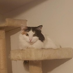 Thumbnail photo of Viola #2