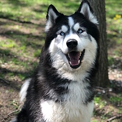 Photo of Niko