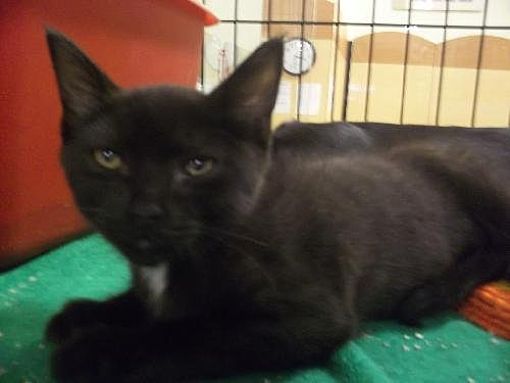 Sparta, IL - Domestic Shorthair. Meet Pepper a Pet for Adoption ...