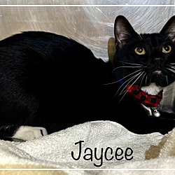 Photo of JAYCEE (R)