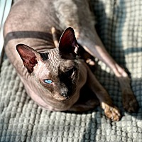 adopt a pet