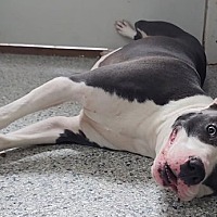 adopt a pet