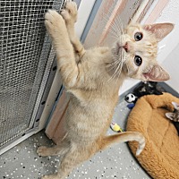 adopt a pet