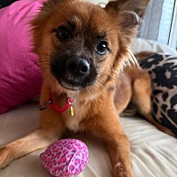 adopt-pet