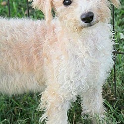 Thumbnail photo of PEBBLES(OUR "SCHNOODLE-A DOLL! #2