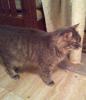 loving arms pet center