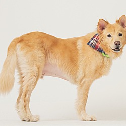 Thumbnail photo of Dodger(Formosan Mountain Dog) #1