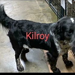 Photo of KILROY