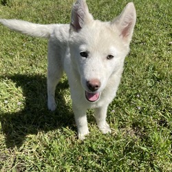 Photo of Lobo- *Available by Appointment* Chino Hills Location