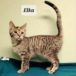 Photo of Elka