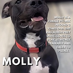 Thumbnail photo of Molly #3