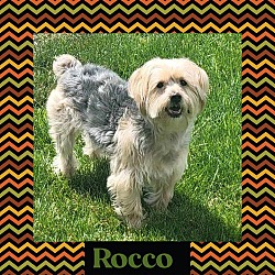 Thumbnail photo of Rocco #1