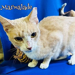 Thumbnail photo of Marmalade #3