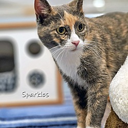 Thumbnail photo of Sparkles #2