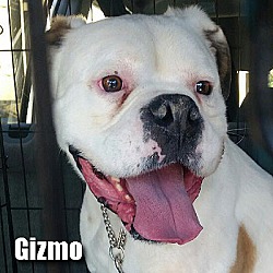 Thumbnail photo of Gizmo #1