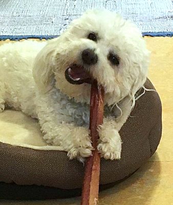 Renton Wa Bichon Frise Meet Bebe A Pet For Adoption