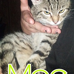 Thumbnail photo of Moe #1