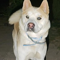 Shiba Inu Puppies For Sale In Seattle Washington Adoptapetcom