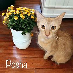 Photo of Posha