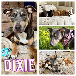 Thumbnail photo of Dixie #1