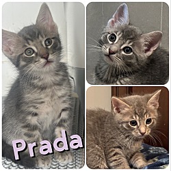 Thumbnail photo of Prada #1