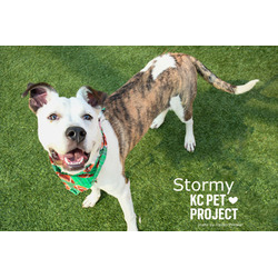 Thumbnail photo of Stormy #2