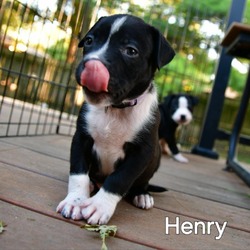 Thumbnail photo of Henry #2